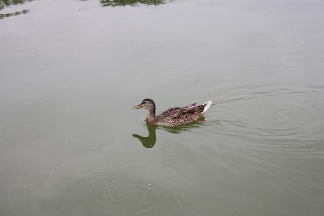 IMG_2860.JPG
