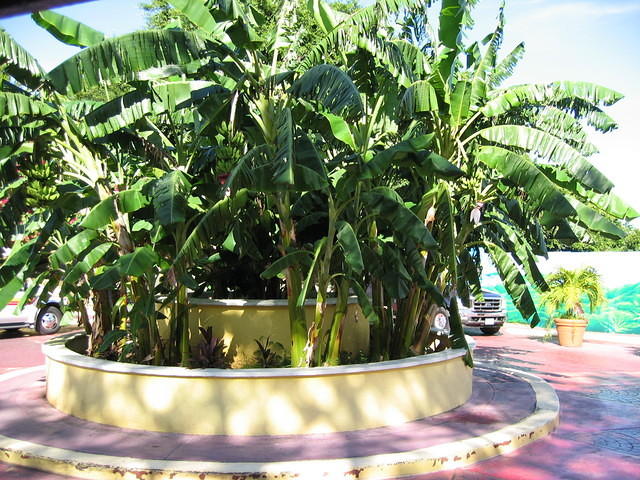 Banana Tree