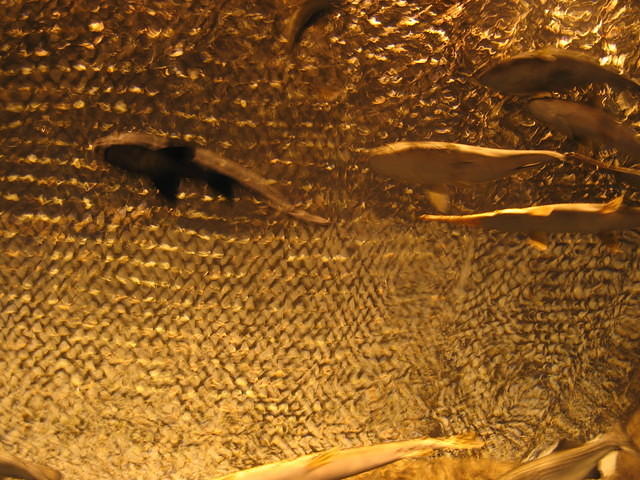 IMG_2226.JPG