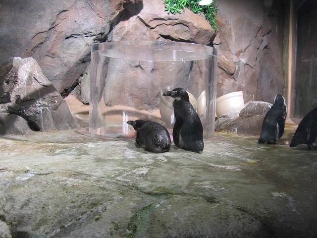 IMG_2239.JPG