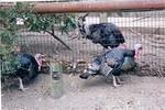 One turkey in the cage, two turkeys out.  I hope the odds are better in the lion exhibit.