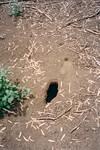 ... and the Kirsty hole, with side footprint where she managed to catch herself.  Thank god.  I'm not sure I could have handled 