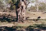 All the emus a girl could ask for.  With cool trees.