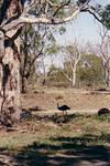 Emus, in the bush.