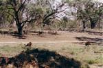 more emus.  more bush.