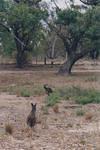 Roos!  In the bush that was the back-backyard... a little dodgier looking than those Cleland roos, no?