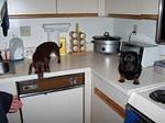 Dogs_011.jpg