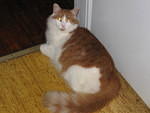 2006_1028STETTO.JPG
