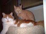 2006_1111ItsNiceTheyreFriends.JPG