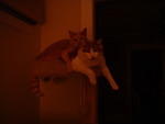 2006_1111SnuggleDorks.JPG