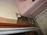 2006_1117RottedAwayWhereTheMushroomGrew.JPG