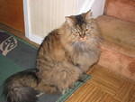 2006_1121GracieBeforeHaircut.JPG
