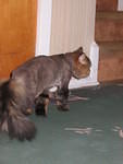 2006_1121GracieStalkingAway.JPG
