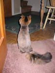 2006_1121HerTailIsFatterThanHerBody.JPG