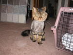 2006_1121NotABadAfter.JPG