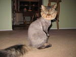 2006_1121PoorThing.JPG