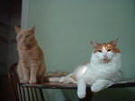 2006_0620_BlurryBoose.jpg