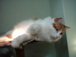 2006_0620_Hanging.jpg