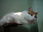 2006_0620_PrettyBoy.jpg