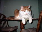 2006_0620_TheStettoCat.jpg