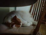 2006_0621_StettoSleeper.jpg