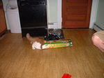2006_0721FatKidInALittleBox.JPG