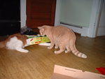 2006_0721TagThroughTheWindow.JPG