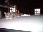 2006_0722AlmostADeadGraycie.JPG