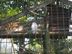 2006_0819Hedwig.JPG
