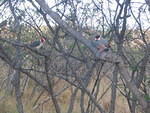 2006_0115_FunkyBirds