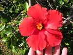 2006_0115_Hybiscus