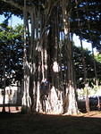 2006_0115_VineTrees