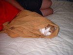 2007_1014StettoWrap.JPG