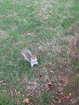 2007_1111FriendlySquirrel.jpg