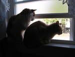 2007_0402CuteKittiesInNaturalLight