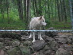 2007_0729TundraWolf