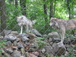 2007_0729WolvesOnRocks