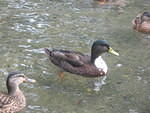 2007_0810Duckeroo.JPG