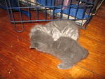 2008_0910Wrestle3.jpg