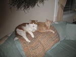 2008_0324SnuggleBuddies.jpg