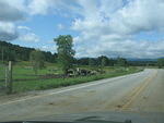 2008_0824Cows2.jpg