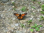 2008_0828Butterfly.jpg