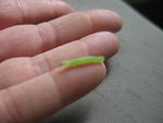 2008_0828InchWorm.jpg