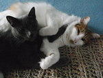 2009_0927TheyLoveEachOther2.JPG