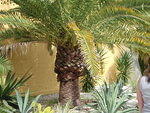 2009_1124HugePlant2.JPG