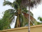 2009_1124HugePlant3.JPG