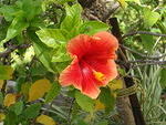 2009_1124PrettyFlower.JPG