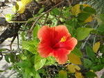 2009_1124RemindsMeOfHawaii.JPG