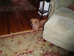 2009_1128Wennie1.JPG