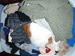 2009_0302LaundryNapper.jpg